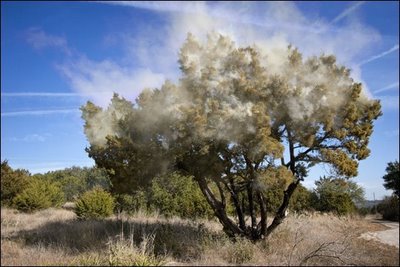 Pollen In The Air